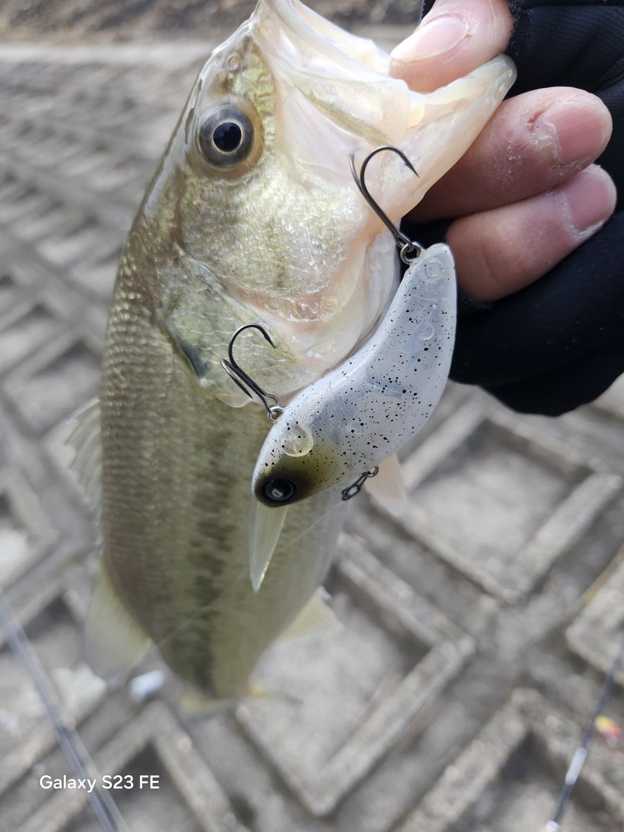 M17145171's tweet image. #DIVISER 
#DIVISEVIBRATION70
#シミーフォールバイブ
冬の定番バイブのリフト&amp;amp;フォール⤴⤵
だいたいリフト時にバイトが多いけどこのバイブはシミーフォールするのでフォール時にもバイトが多発🔥
メタルより長めにリフトしてフォールでバイトを誘って3匹中2匹がフォールで🫢下ろし立て即入魂😌