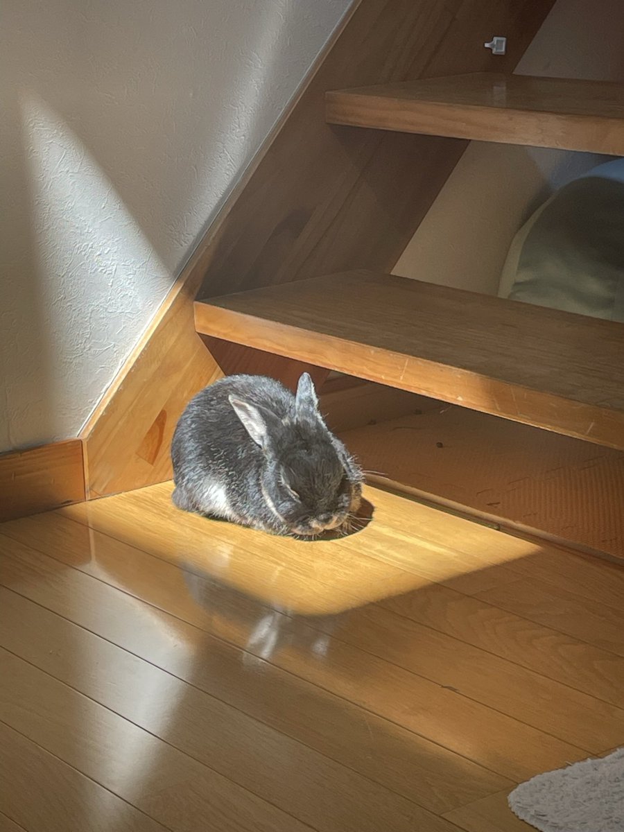 #今年も残りわずかなので今年一番伸びた写真を貼る