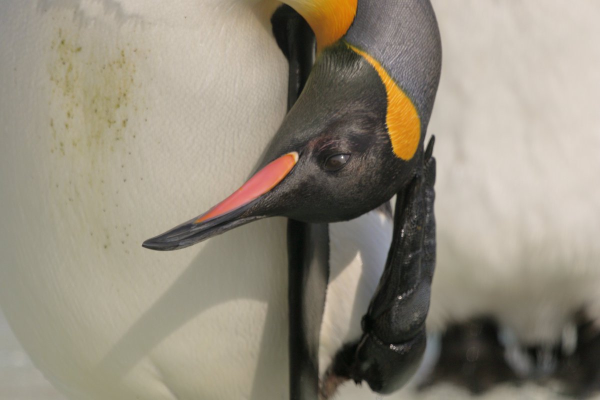 NamuGriff's tweet image. Penguins from @EdinburghZoo taken a couple years back. #pengiuns #wildlifephotography #photography