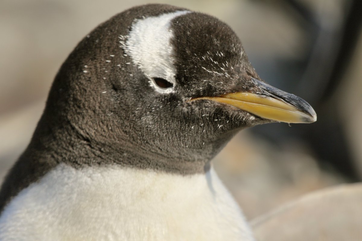 NamuGriff's tweet image. Penguins from @EdinburghZoo taken a couple years back. #pengiuns #wildlifephotography #photography