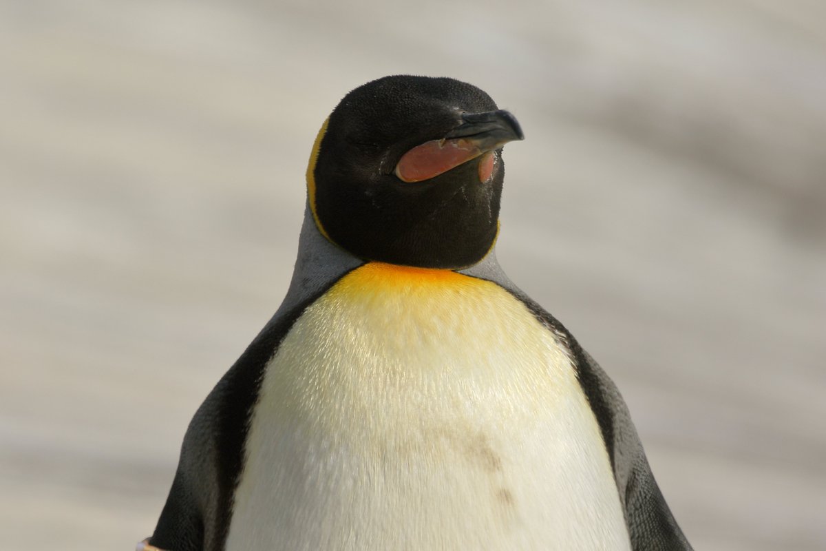 NamuGriff's tweet image. Penguins from @EdinburghZoo taken a couple years back. #pengiuns #wildlifephotography #photography