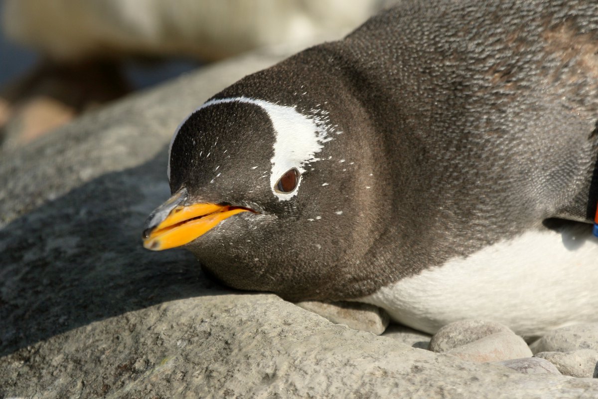 NamuGriff's tweet image. Penguins from @EdinburghZoo taken a couple years back. #pengiuns #wildlifephotography #photography