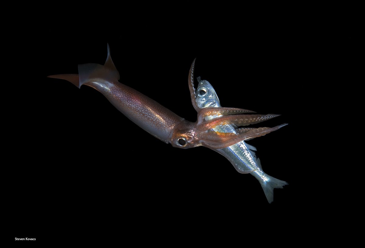 Fresh seafood on the menu. Blackwater dive off Anilao, Philippines
