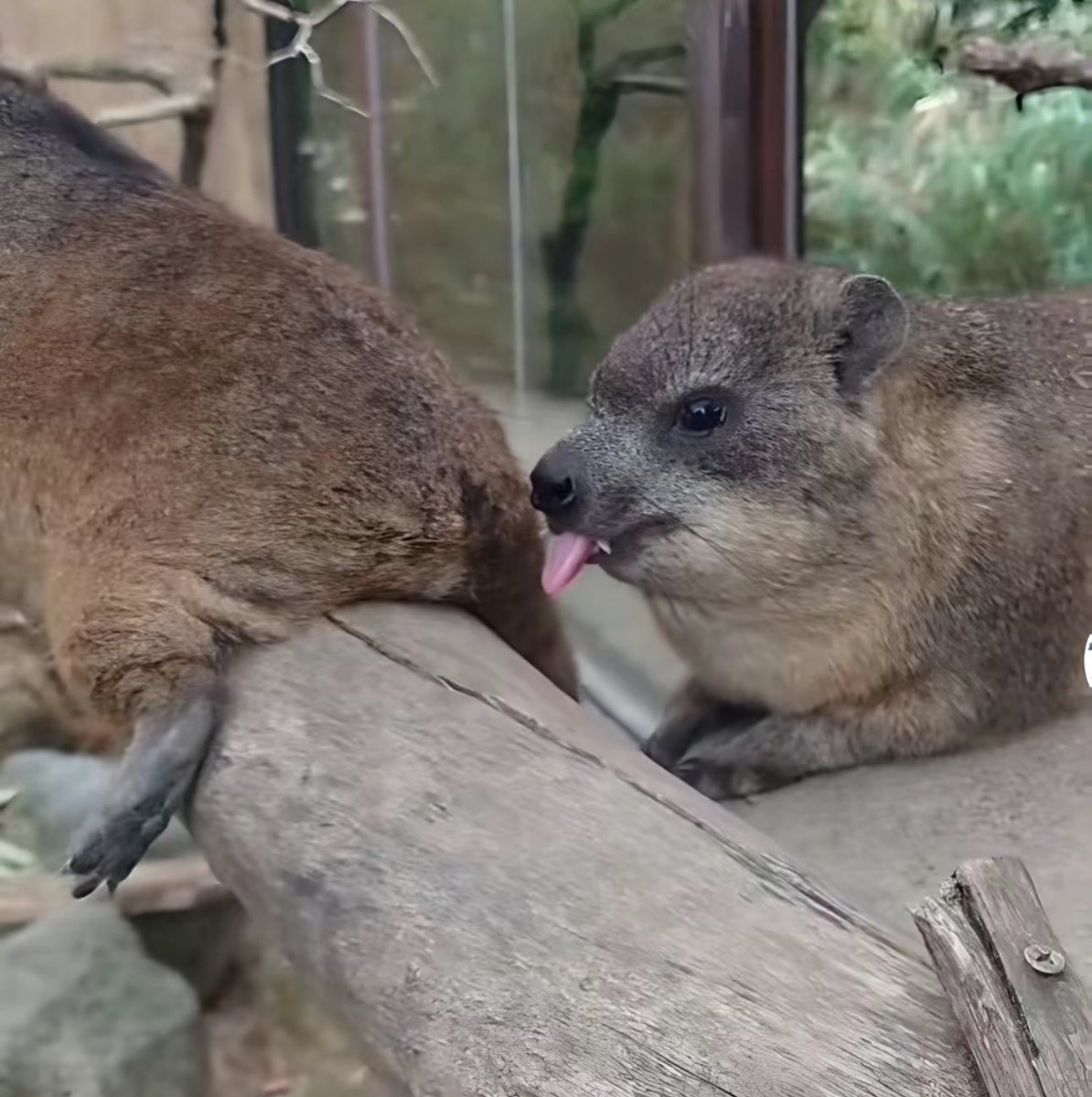 The $AWAWA gets even freakier after every buy

Do with that information as you please 😏 

CA:EXkLo2gj414TcicTum7ZseGTfaVFbJrQZntvTK8Tpump