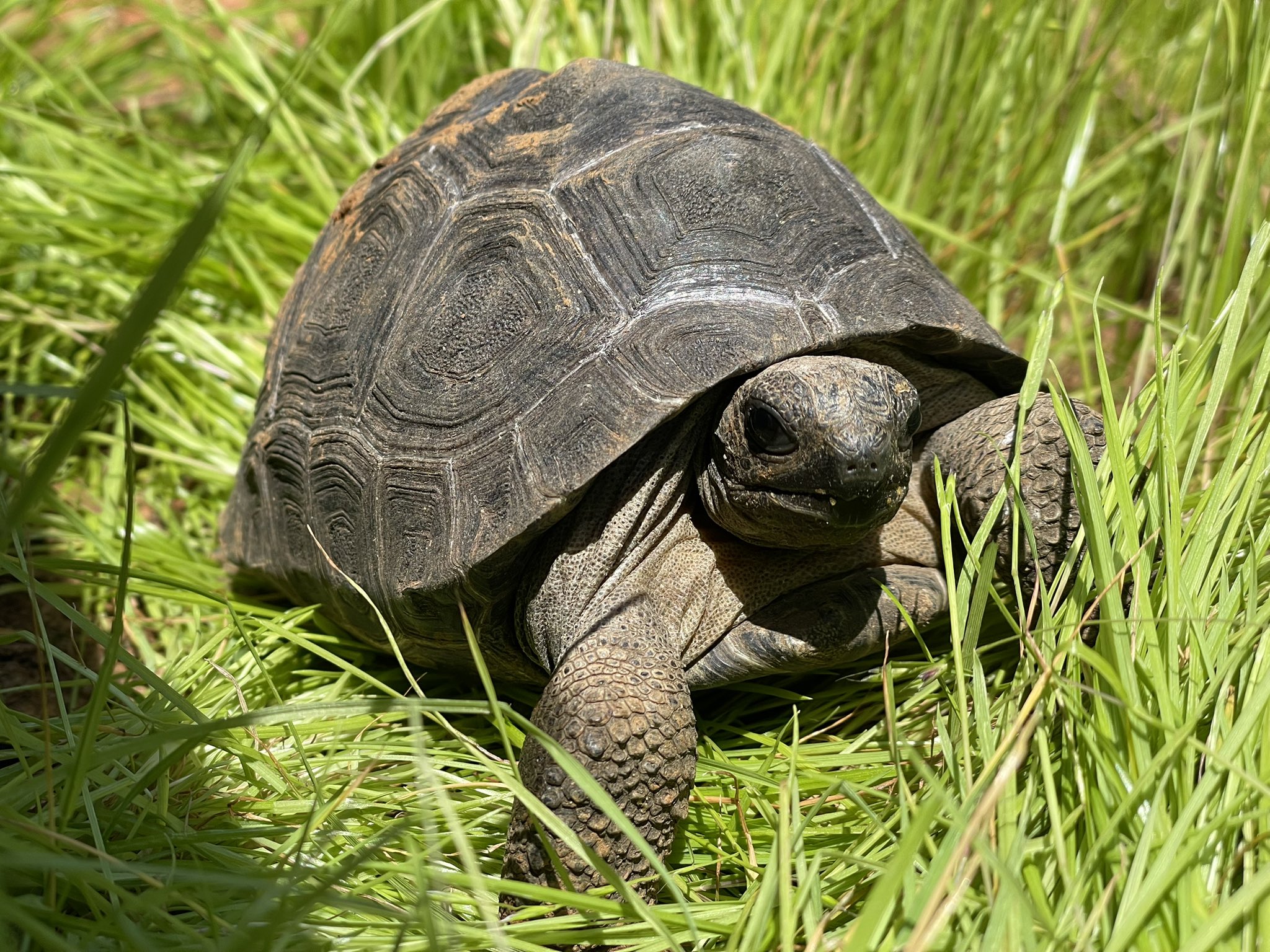 ま*す様 週刊日本の天然記念物動物編全50巻専用バインダー立体動物模型全て揃って 白輪剛史 on X: 