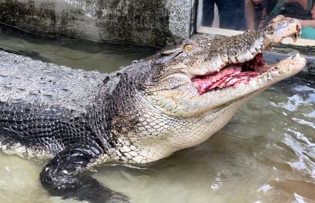 iZoo_iZoo_'s tweet image. 体感型動物園iZooは開園12周年を迎えました‼️

2012年12月15日に爬虫類専門の動物園として開園し、様々な爬虫類の飼育や繁殖を行い、&quot;種の保存&quot; や &quot;爬虫類の魅力&quot;を伝えることに努めてきました。

今後も〝見て〟〝触れて〟〝驚く〟を実際に体感できる動物園として邁進していきます。

#爬虫類　#iZoo