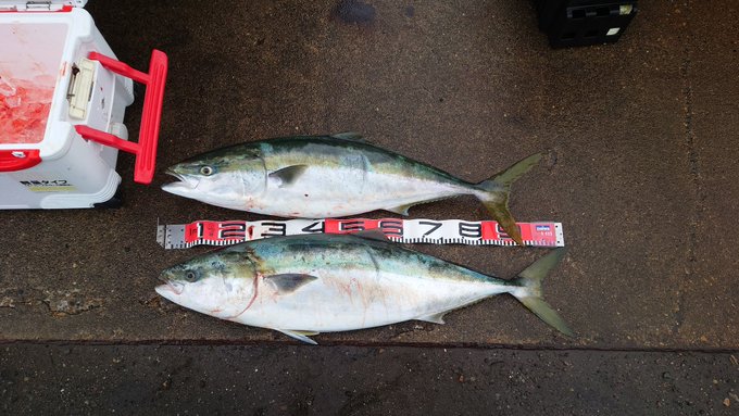 でけーブリ釣った!!! 