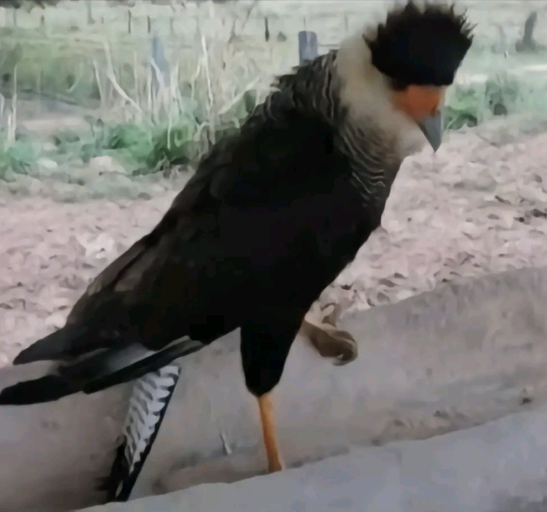 ocigarroo's tweet image. sociedade: ain você não pode adotar um gavião só pq torce pro corinthians 🤬

o memphis alberto de garro neneca ouvindo isso: