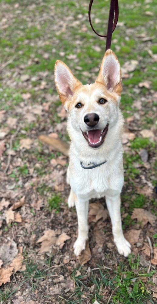 Si is a playful, energetic, smart 8 month old (40+ lbs) female who is social, walks well, gets along with other dogs, adores people, and has great manners.
wagtopia.com/search/pet?id=…
#AdoptDontShop #GSD #RescueDogs