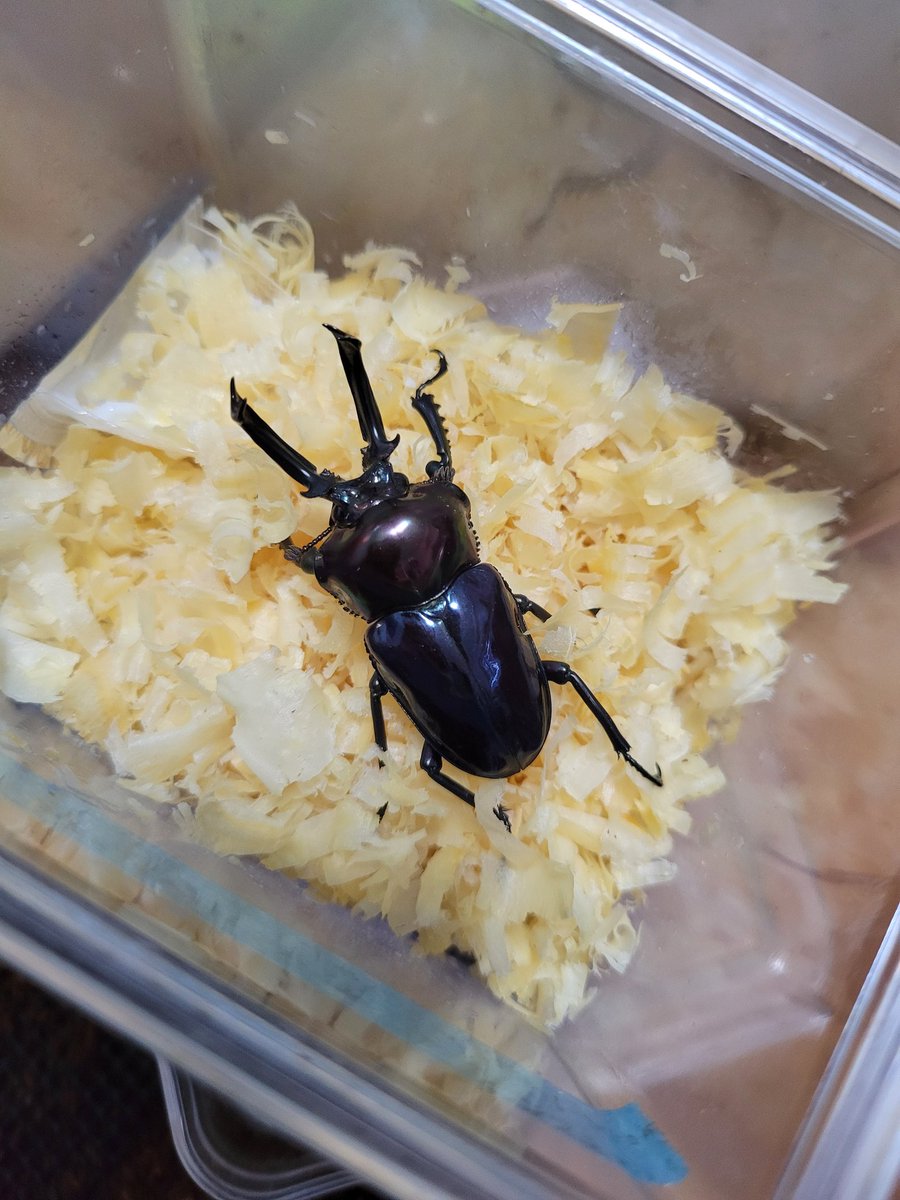 おはようございます☀️😃❗
ブルー血統のニジイロ綺麗だな😊
幼虫も30以上取れたので親以上の綺麗な子達が生まれると良いな❗