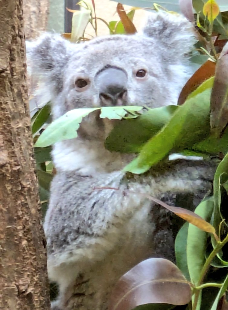 #神戸コアラ日記 🐨
#コアラ #シャイニー ちゃん🐨
モリモリ #ユーカリ ランチ🌿を堪能中でした🐨✨
シャイニーちゃんが食べてる姿を見たのは、久々かも🐨！！
#王子動物園 #王子公園 #王子公園再整備 #王子動物園は神戸の宝 #王子動物園市民サミット