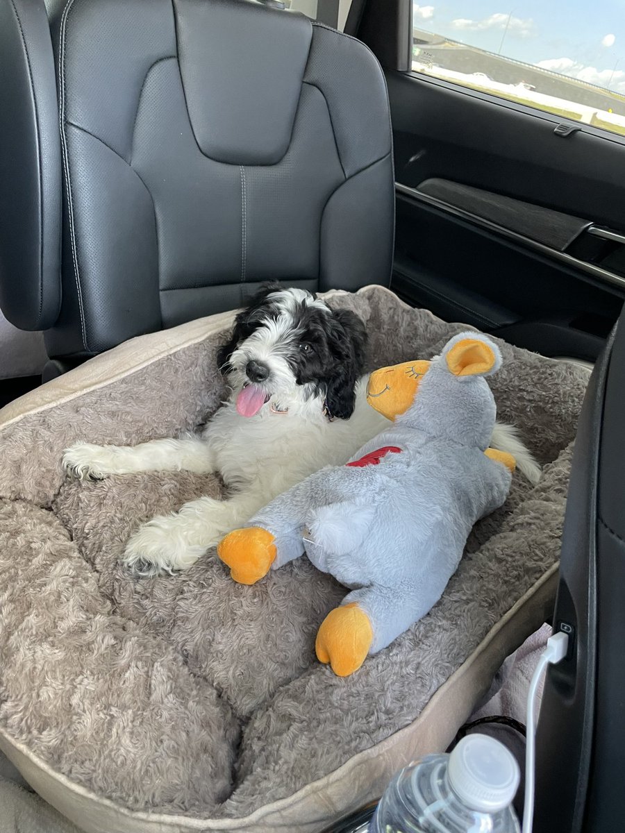 Newest family member… 
Snoop Doggy Dog!