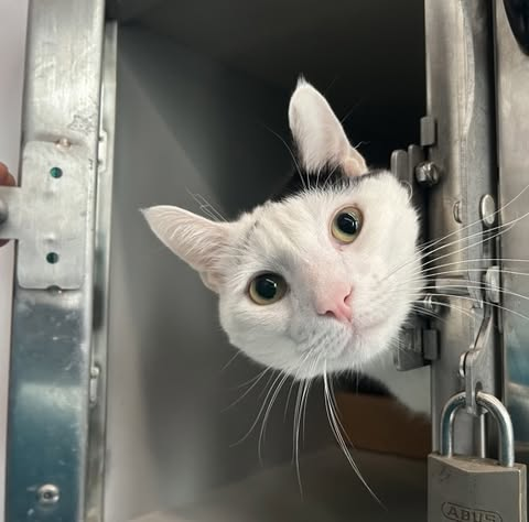 PeterAskin1's tweet photo. Handsome Chester beat the rap
at the awful NYC ACC death trap!
When more info comes our way
we'll tell all how your pledges to pay
&amp; for now let's celebrate on this Caturday!
💞😺👏👍 https://t.co/ICB1RPFxgU
