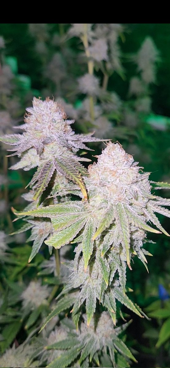 Just a quick pic of the bag oh dosi rocking out. Bout to start flushing