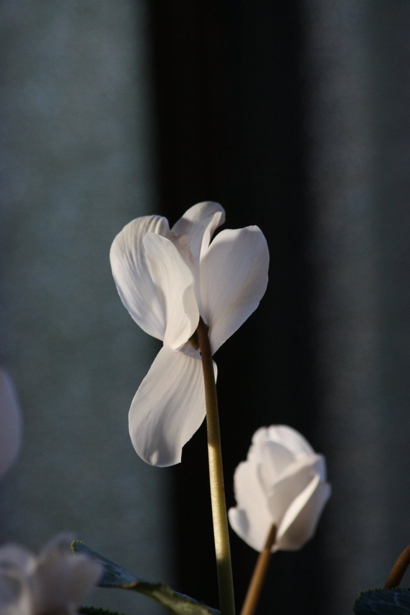 hima23_hk's tweet photo. おはようございます。空は青くよく晴れていますが寒いですね。乾燥続きで黒かった畑の土も白くなってきました。風が吹くと土が舞い上がり・・　嫌な季節です。

ほったらかしの昨年のシクラメン、花をつけてきました。夏場、日陰において大した管理もしないのに次々花が咲き、急に大事にしたりして(笑) https://t.co/cNNey1ehIY