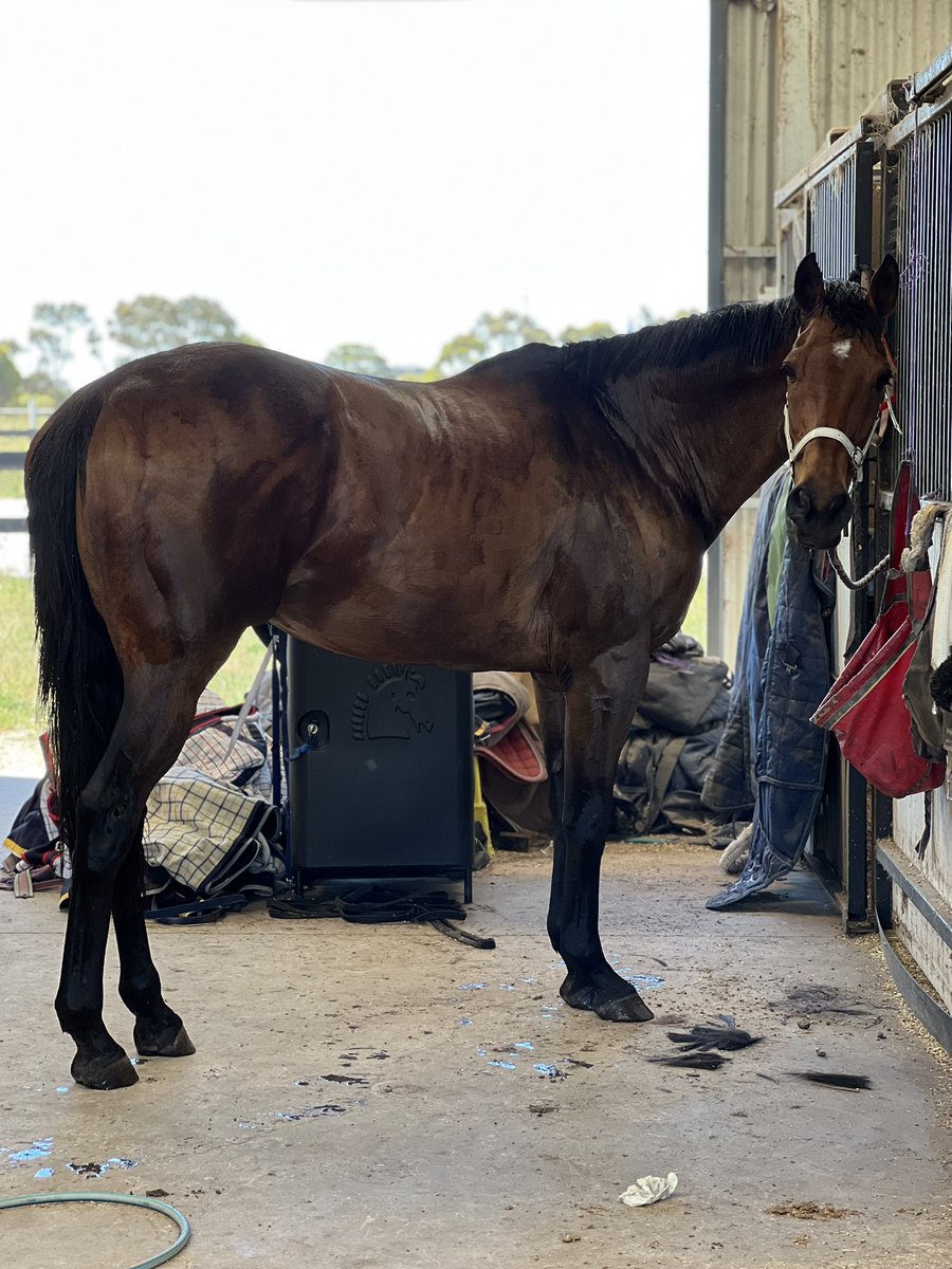 Precedence ❤️
A bath and a new mesh rug ahead of tomorrow’s predicted 40. JB has a tendency to get stressed in the hot weather ☹️ hopefully this will aid in keeping him protected and cool. Otherwise I may have to bring him into the air conditioned house 😂