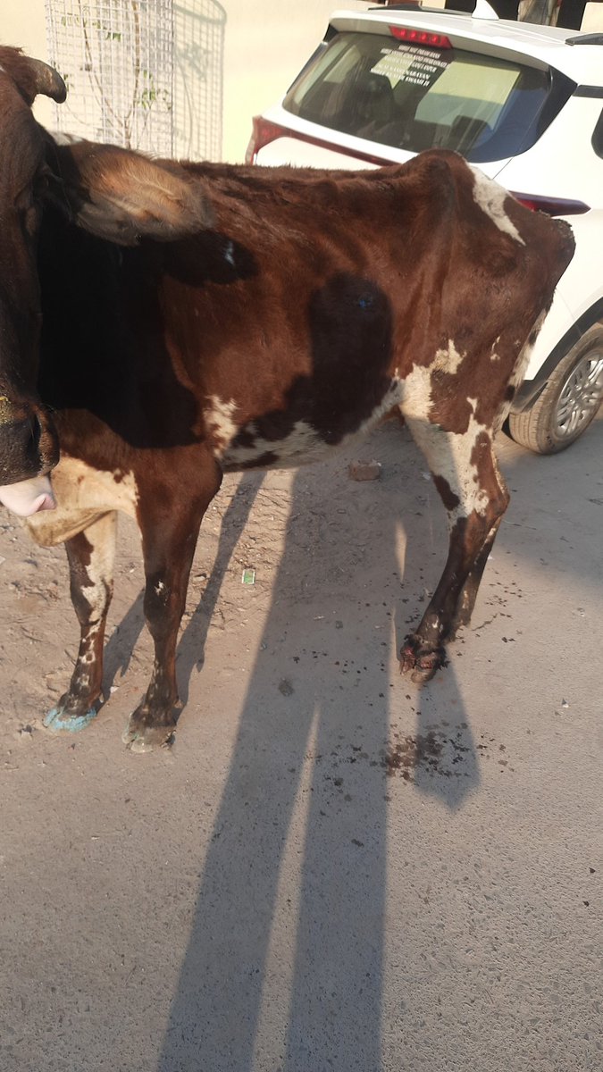 Wounded Cow Sid Bhai (@siddharth111nov) / Posts / X