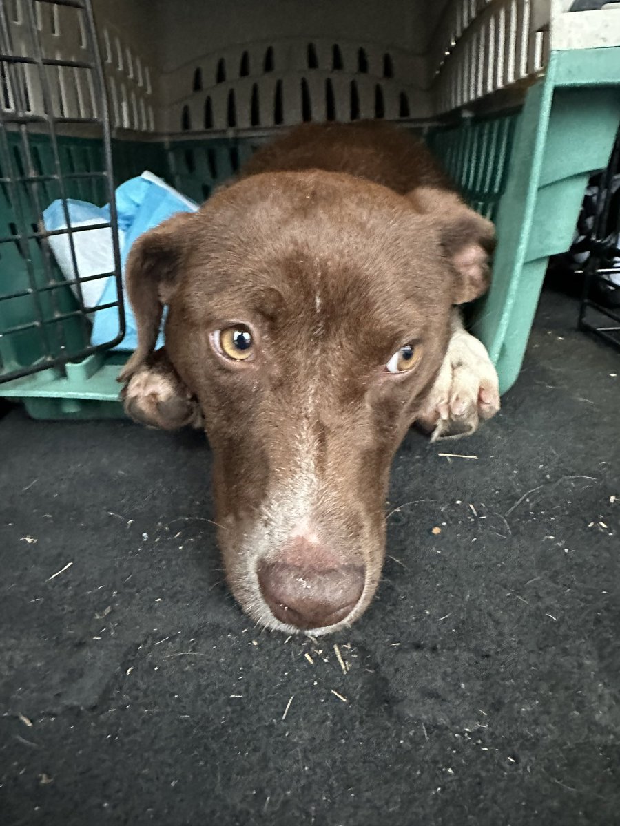 I’d love it get some of the items for our foster pups! If you know anyone helping to #ClearTheList for Christmas, let me know!! Other than #JingleBellJohn  of course! 

amazon.com/hz/wishlist/ls…