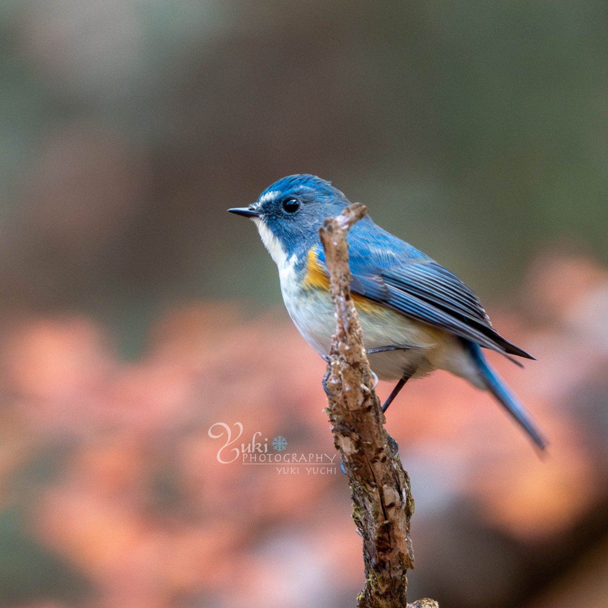 ルリビタキ♂✨
🔹
🔹
data:2024/12
#ルリビタキ
#ファインダー越しの世界 
#野鳥撮影