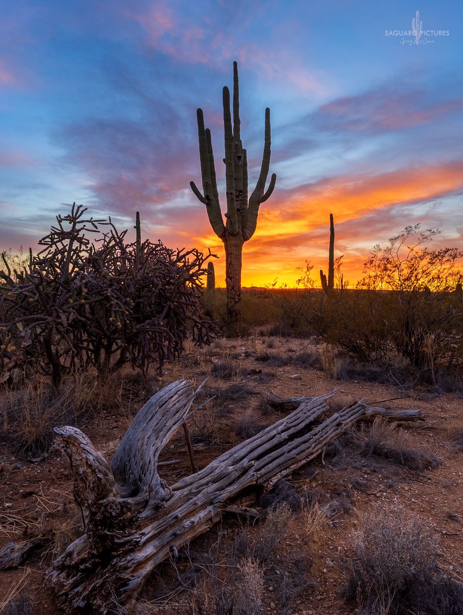Saguaro National Park tonight!