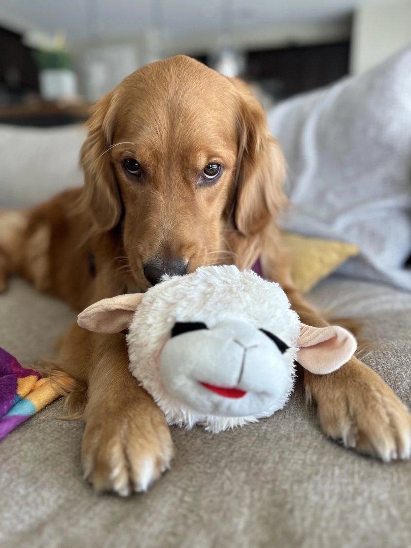 Snuggle up with your furry friend this #SnuggleSaturday. Share your soft toy story below! 🥰

#boisepetsitters #boisepetsitting #petsitting #pets #dogs #dogwalking #cats #boisedogs #boisecats #catsitting #boiseidaho