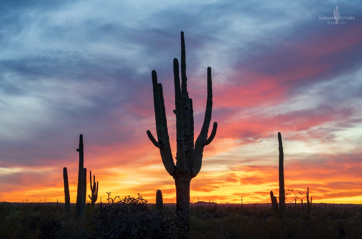 I will never get tired of the stunning desert sunsets! ✨🌵🏜 

Tonight's sunset at Saguaro National Park East.

📸 Greg McCrown