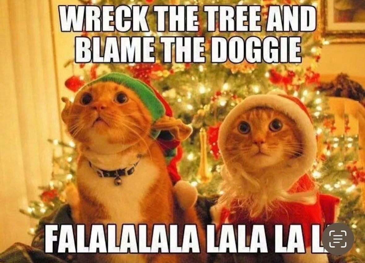 dcd728's tweet photo. When the #kitties try to play #innocent #treekiller #poordog https://t.co/Z13Rcn4TOT