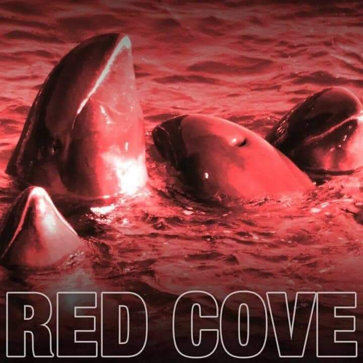 OceanicRescue's tweet photo. RED COVE… 💔🐋💔   

Taiji, Japan: An estimated 11 beautiful, and gentle natured Melon- Headed whales were captured and driven into #TheCove this morning by the Taiji, dolphin hunting/ killing fleet, and without mercy were brutally slaughtered, leaving no lives spared. Kunito Seko had reported there to be at least one mother and calf within this family. ￼RIP little family. We’re so sorry. 💔😪