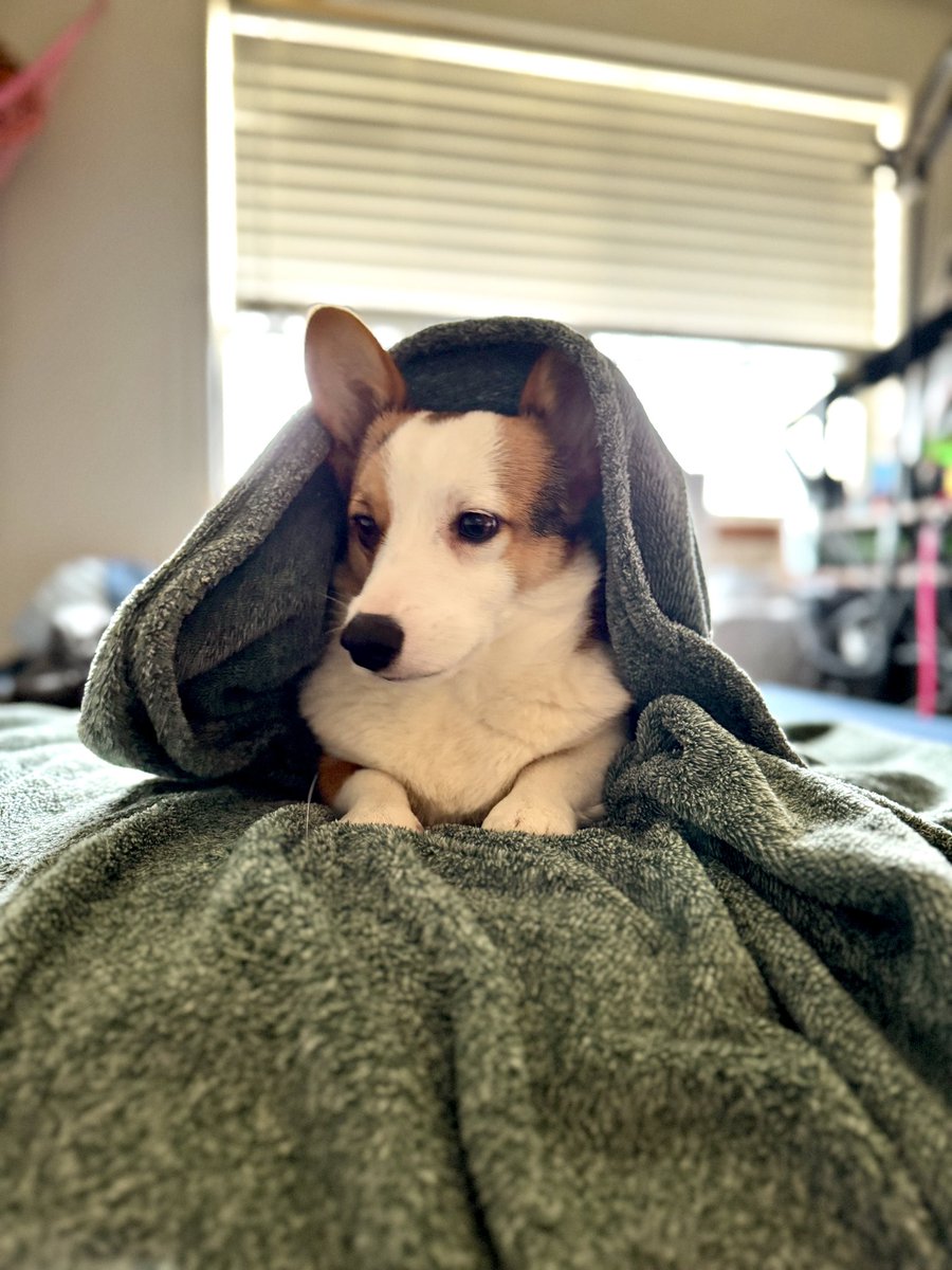 NeonMusubi's tweet image. Ready to marvel at my rivals. Who's joining me?
twitch.tv/NeonMusubi

#smallstreamer #twitch #twitchstreamer #enbystreamer #LGBTQIA+ #enby #corgicam