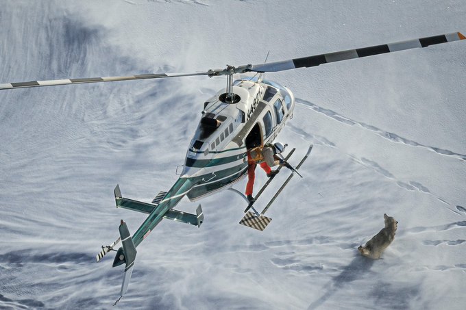 am in umbria (@amumbria) on Twitter photo Alaska Fish & Game wants more wolves killed. Proposal  75 is their proposal, titled "5 AAC 92.122 Intensive Management Plan VI". They seek pubic comment. Read ➡️boardofgame.adfg.alaska.gov and comment before 12/27/24. Clearly state   “oppose” proposal 75. 
STOP WOLF SLAUGHTER Alaska Fish & Game wants more wolves killed. Proposal  75 is their proposal, titled "5 AAC 92.122 Intensive Management Plan VI". They seek pubic comment. Read ➡️boardofgame.adfg.alaska.gov and comment before 12/27/24. Clearly state   “oppose” proposal 75. 
STOP WOLF SLAUGHTER