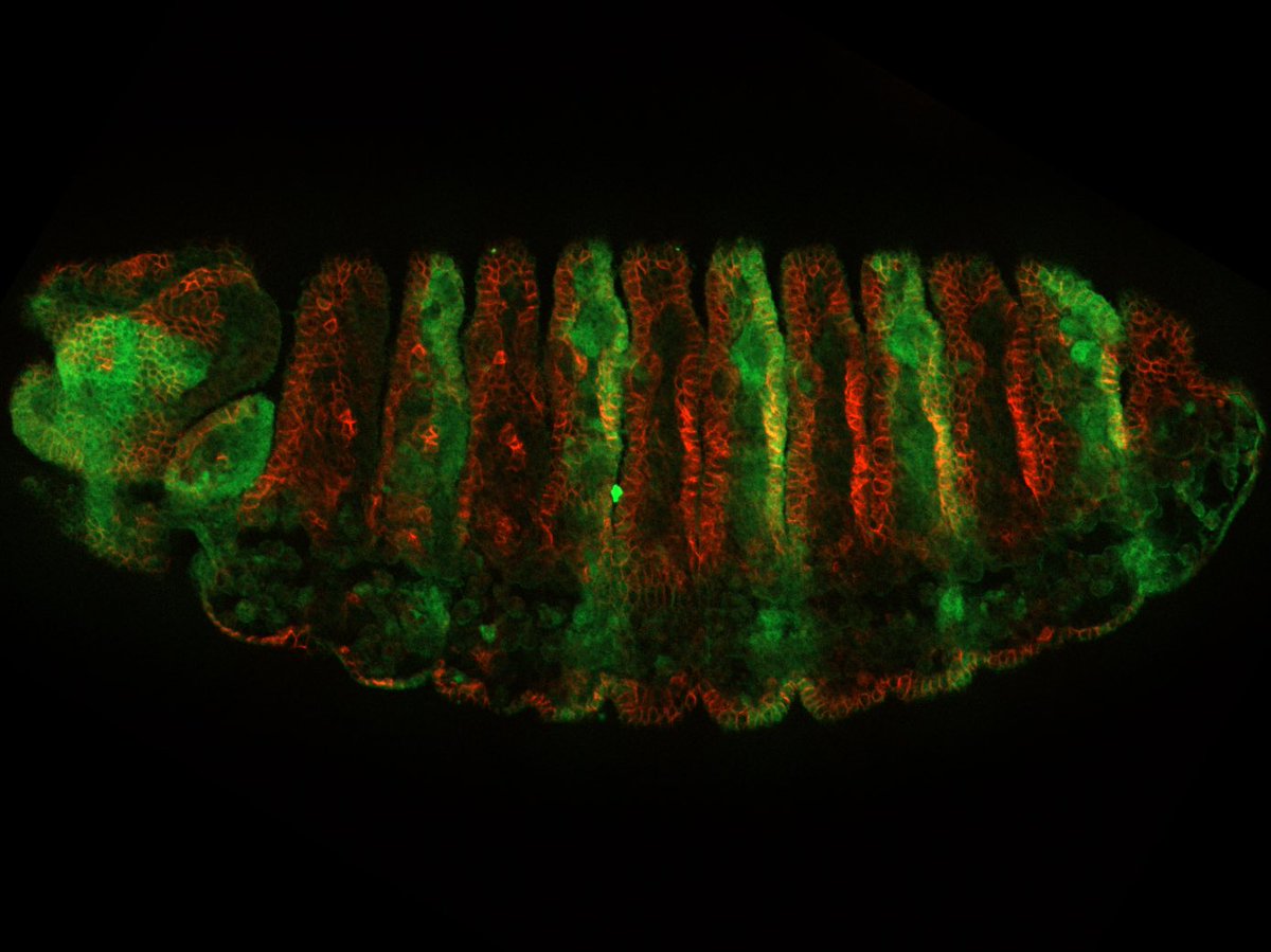 Christmas tree fly embryos? 🎄