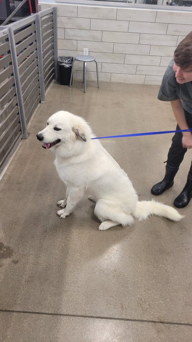 ChickenRancher5's tweet photo. Update on Princess: She is over a year old and still loves watching over the chickens. This is the first time I have taken her to the groomers. She looks like a new dog #lgd #chickenrancher #greatpyrenees https://t.co/qvbYRXO4SJ