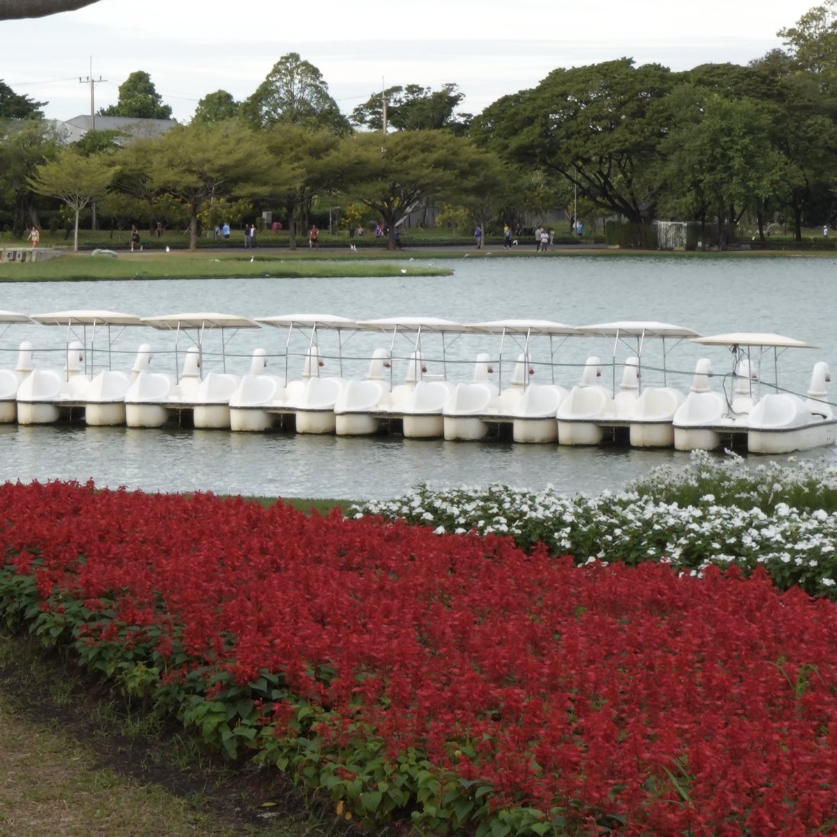 สวนหลวง ร.9 ช่วงนี้ดอกไม้เยอะมากก 🌻🌸 มาเดินเล่น อกลก. ถ่ายรูป ก็คือ แฮปปี้สุดๆ ใครหาที่พักใจ ชอบดอกไม้ เจอธรรมขาติ มาเลยย สบายตา สบายใจ มากๆๆ