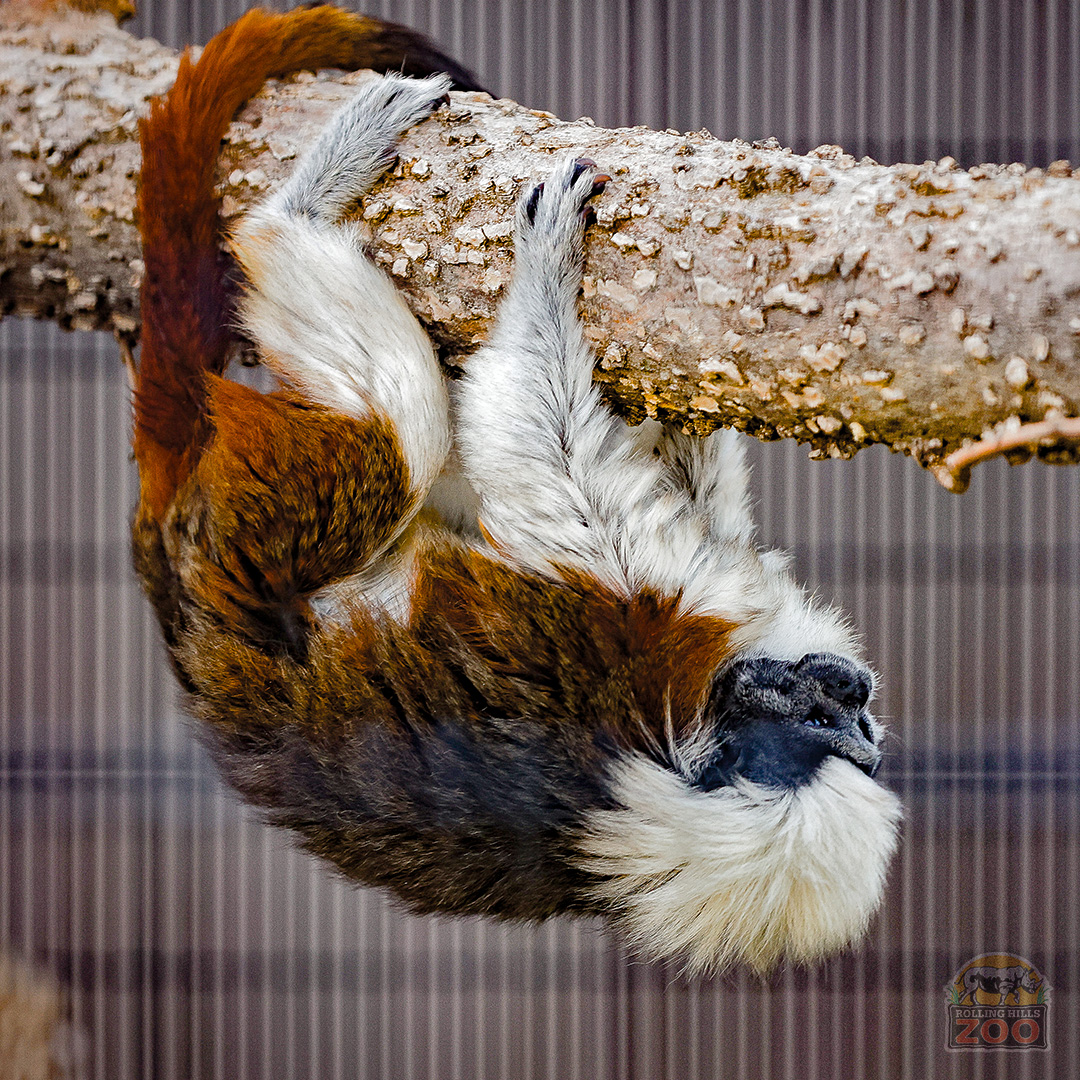RHZoo's tweet photo. Both #ColobusMonkeys &amp; #CottonTopTamarins face challenges in the wild like habitat loss &amp; illegal trade. On your next visit, we hope you'll connect with these monkeys to help ignite a passion to save their wild cousins! Visit them in their indoor spaces today! #RollingHillsZoo https://t.co/HmczKiD8I7