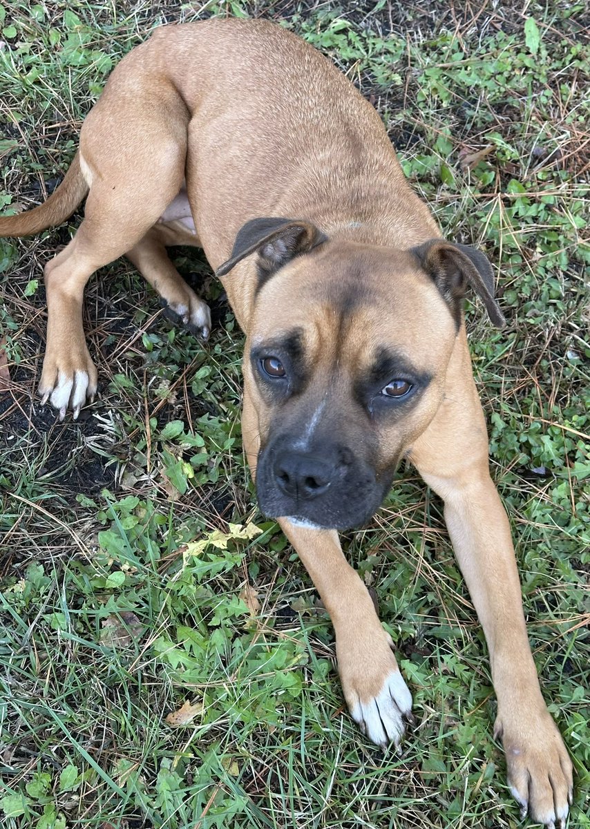 MrsAGreig's tweet photo. @cupkatski Here’s a list for my foster pups!! https://t.co/OXvlo5zsPD
