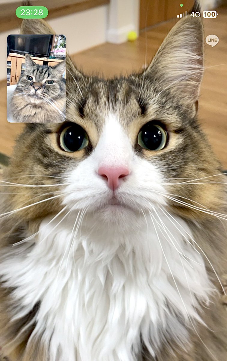 shiroan_chan's tweet photo. 猫同士でビデオ通話させたらずっとウニャウニャ言い合ってて最高すぎる

#今年も残りわずかなので今年一番伸びたのを貼る https://t.co/YybPHV9SDC