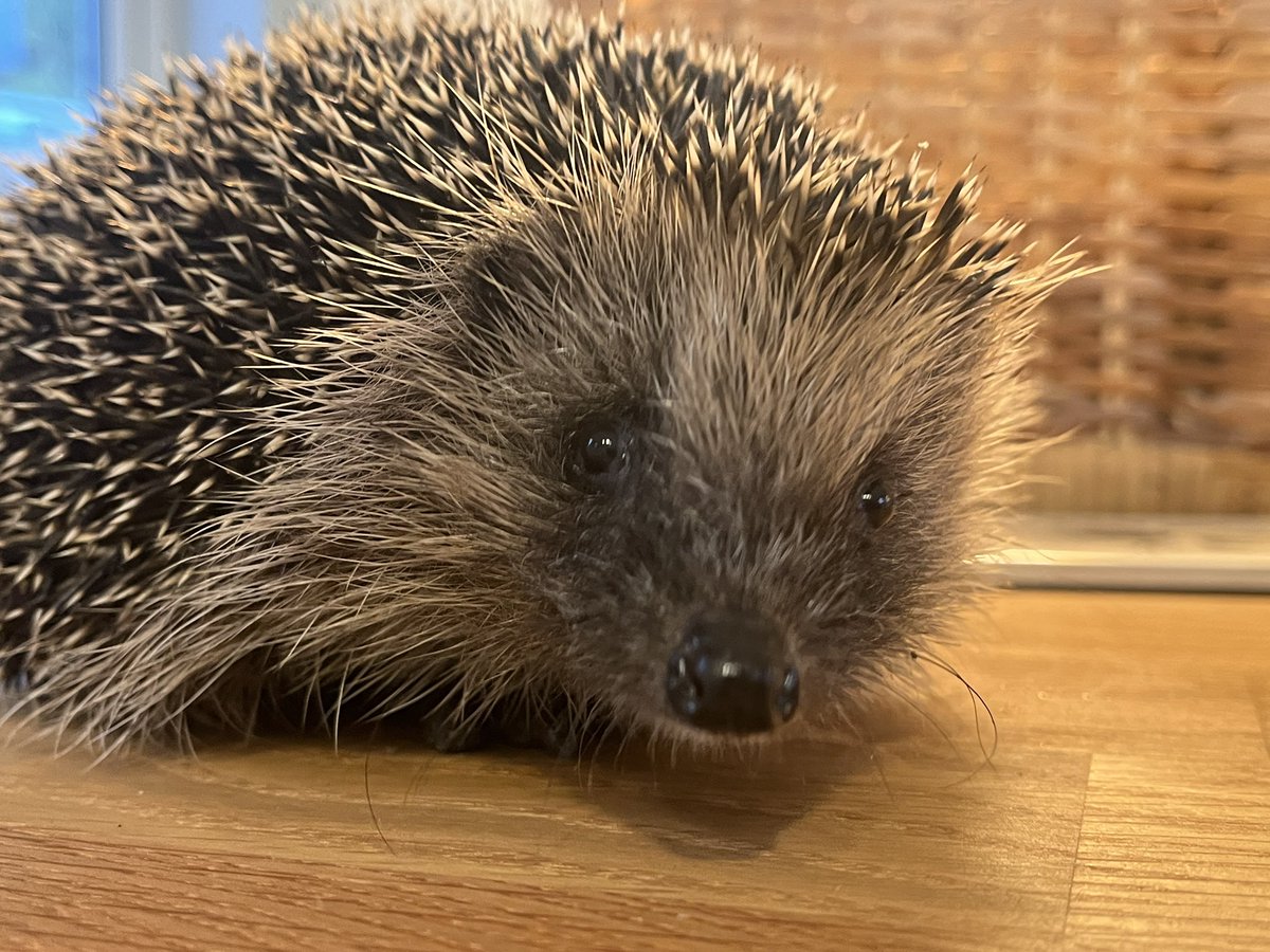 littlesilverhog's tweet photo. Elsie #hedgehog has finished her treatment for internal parasites and is now 600g. I may be biased but she is the most beautiful hedgehog and very lucky to have survived ❤️🦔🐾 https://t.co/RmGVSBZ8hc