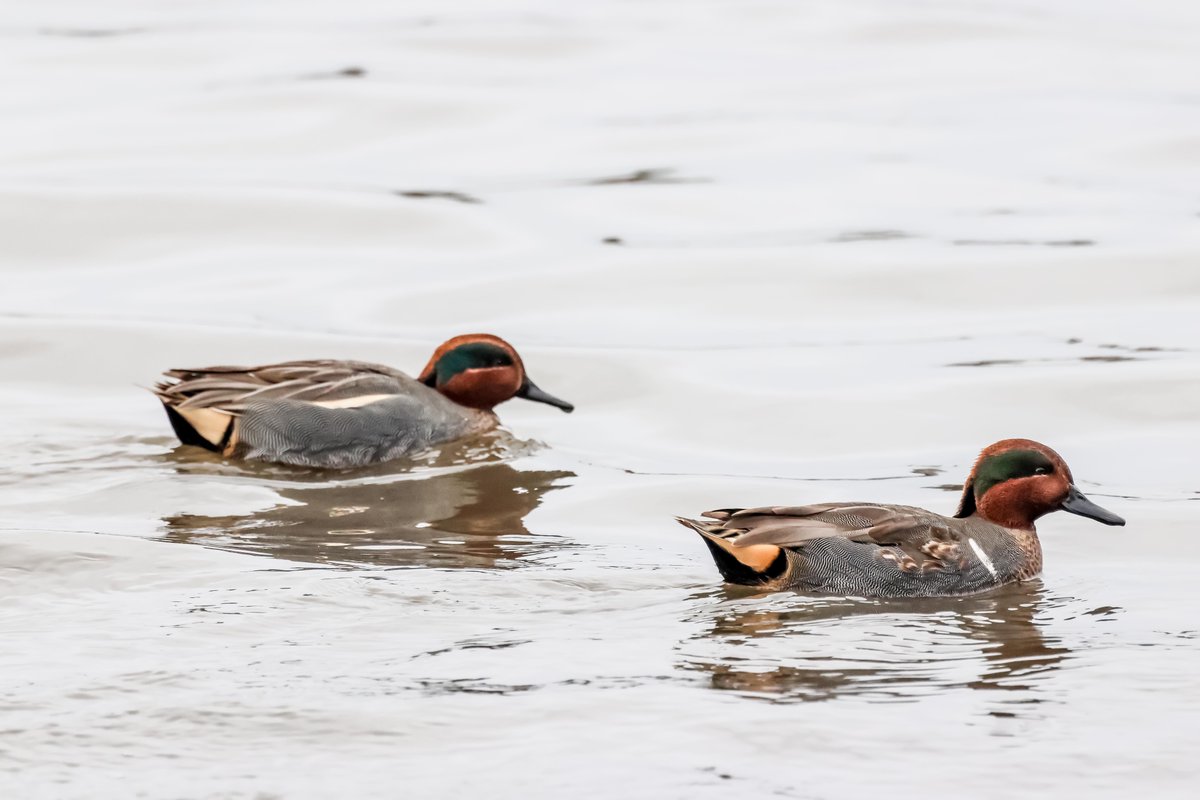 David Fox tweet media