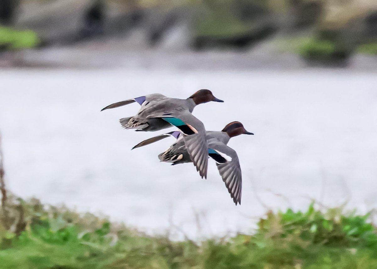 David Fox tweet media