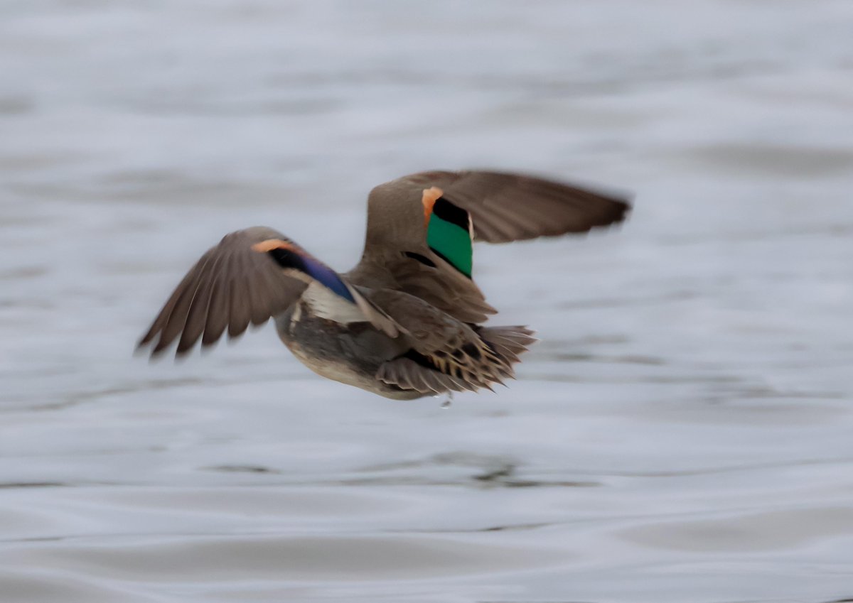 David Fox tweet media