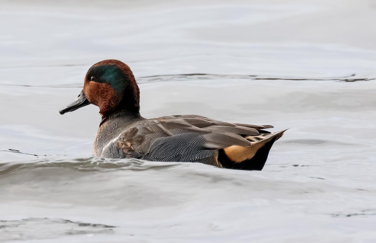 David Fox tweet media