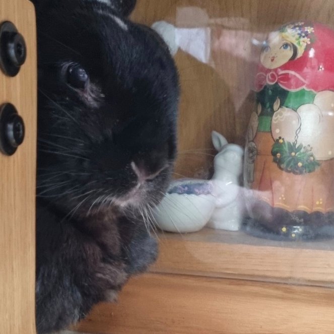 📅 3rd January 2025
🐰 Onyx
🏷️ <a href="/ADyscalculia/">Amanda Keen ~ amandakeenspld.bsky.social</a>
💕 #animaloftheday