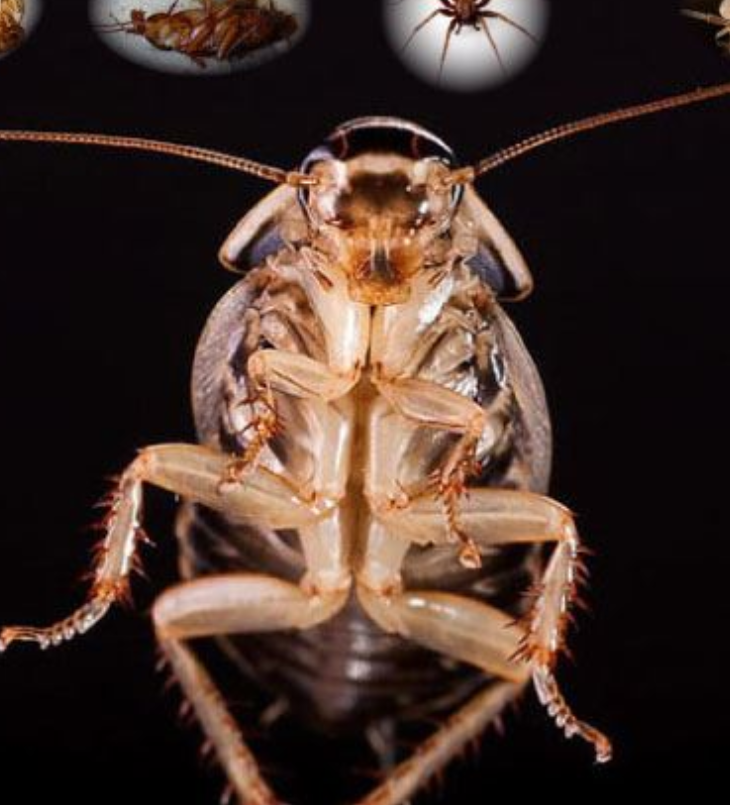 maxipestcontrol's tweet image. The Surprising Truth About Cockroaches Play Dead maximumpestcontrol.page.link/Do-Cockroaches… #pestcontrol #dtoakville #DowntownOakville #burlingtonontario #MiltonON  #mississauga #ancasterontario #RealEstate #Realtor #kerrvillage #visitoakville