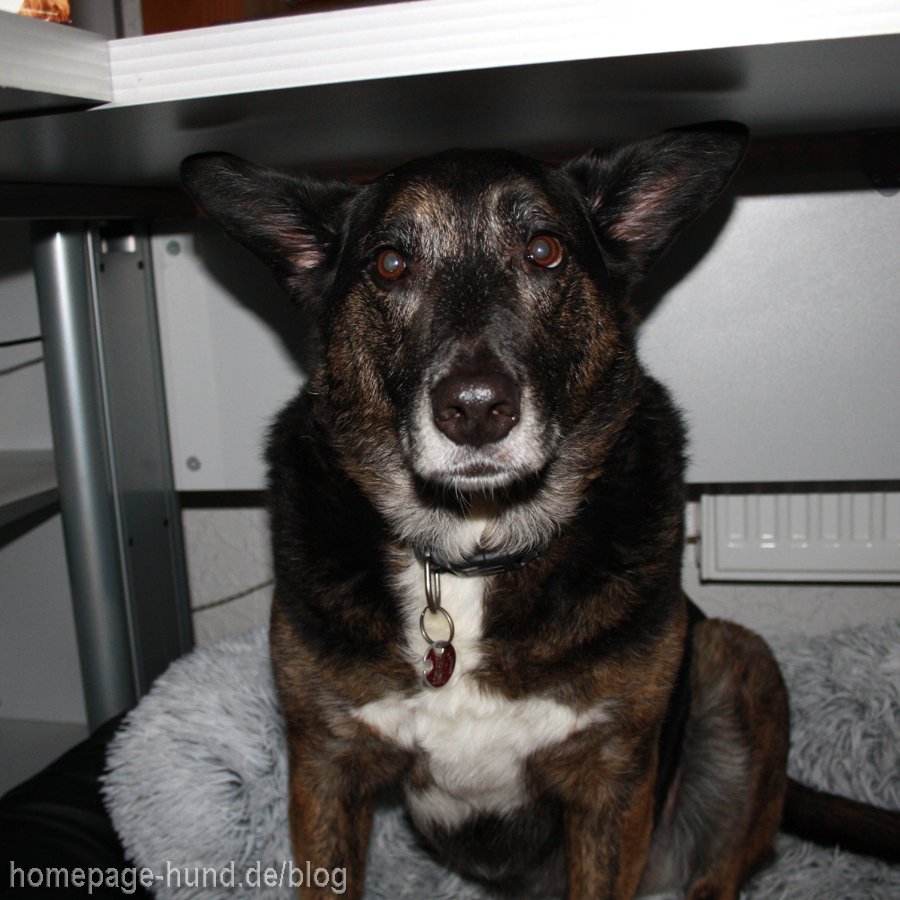 #Silvester #Hund #Hundeblog 
Wir wünschen allen ein stressfreies Silvester und einen guten Rutsch ❤️🍀 homepage-hund.de/blog/silvester…