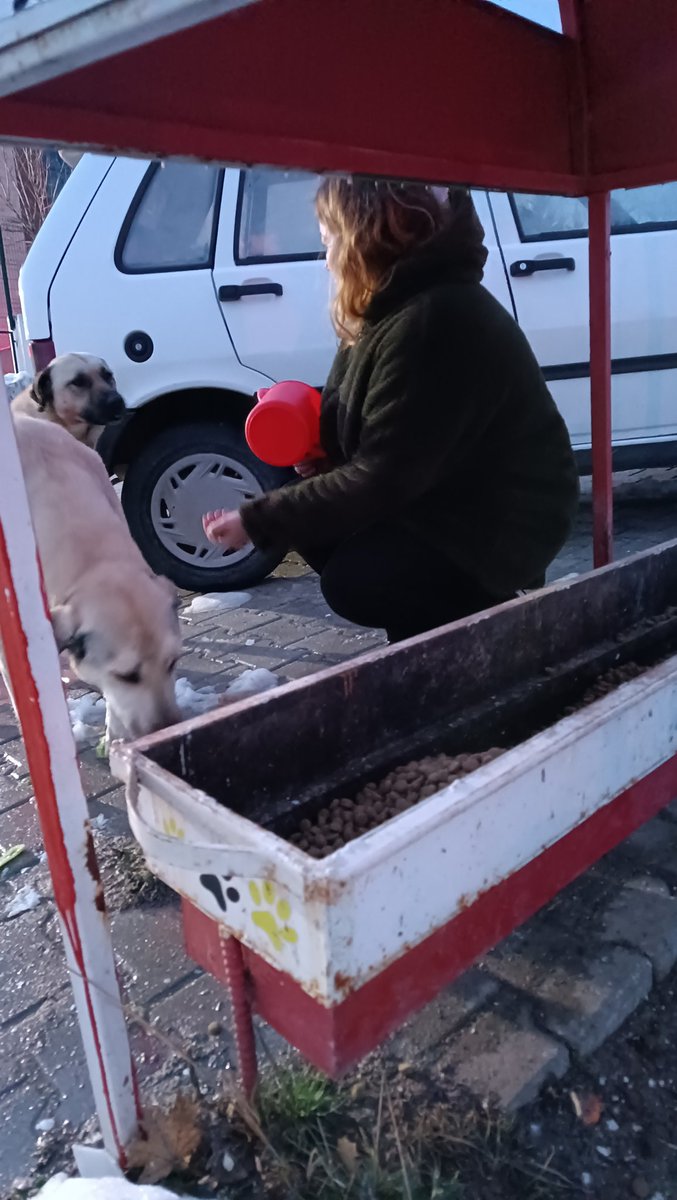 MakuPatiler's tweet photo. Cuma günü yaptığımız kampüs geneli beslememizden kareler🐾
Havalar soğuduğu ve yağışların başlamasından dolayı mamaya ihtiyacımız artmakta. 
+ https://t.co/yfDRWoOhVC