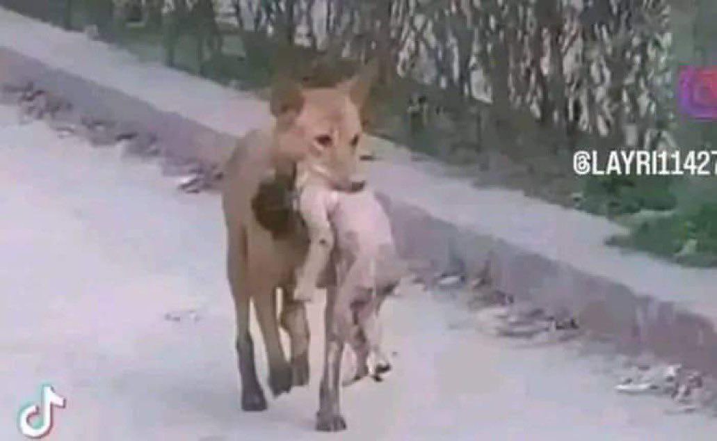 🇮🇱🇵🇸⚡️صورة مؤلمة لكلب يحمل طفلاً ميتاً ليأكله في غزة، قتلته إسرائيل
