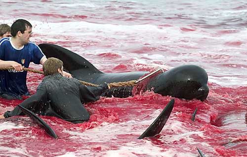 janischshane's tweet photo. Nothing less than trade sanctions to stop this cruelty to keep on happening. #UK #labour #government has let #UK public down, let your MPs know in your districts this is not on. You want #tradesantions 
#StopTheGrind
#NoTourism
#DontBuyFaroeFish
#farmedSalmon
#BoycottFaroeIsland https://t.co/n02gdxNMk8