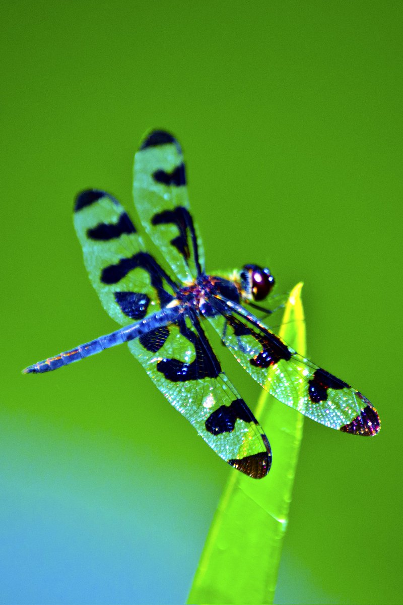 <a href="/TaraBull808/">TaraBull</a> Dragonfly at Maymont Gardens, Richmond Virginia