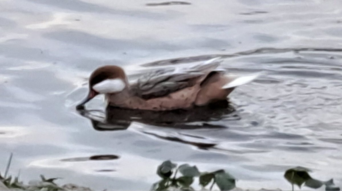 ChilledLapin's tweet photo. @Staffsbirdnews Saw this bird at Branston Water Park today, hanging about with the mallards. I'm assuming it's a hybrid but if someone thinks different, happy to be corrected! Rubbish photo so red patch on beak at top. Thanks! https://t.co/ixGEM0OE0Z