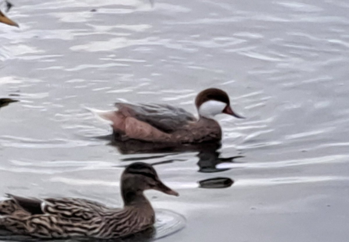 ChilledLapin's tweet photo. @Staffsbirdnews Saw this bird at Branston Water Park today, hanging about with the mallards. I'm assuming it's a hybrid but if someone thinks different, happy to be corrected! Rubbish photo so red patch on beak at top. Thanks! https://t.co/ixGEM0OE0Z